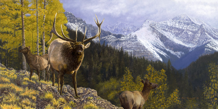 The West Lives On - Elk Original Oil Painting by Pat Pauley