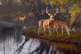 Autumn Treasures- Whitetail by Pat Pauley