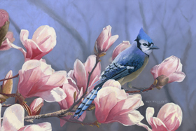 Springtime Blue Jay